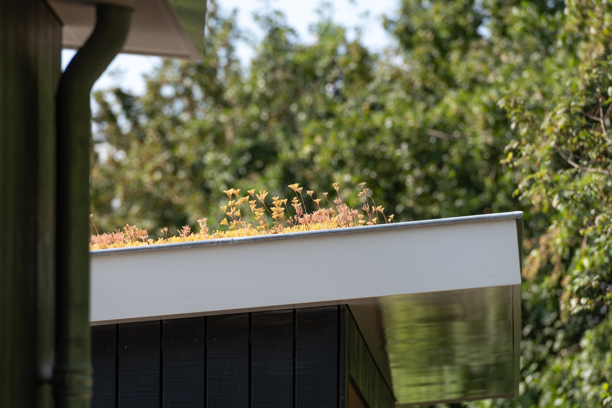 Groendak op vakantiewoning